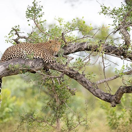 Serondella Safari Lodge Khu bảo tồn Khu bảo tồn Thornybush Game Reserve Ngoại thất bức ảnh
