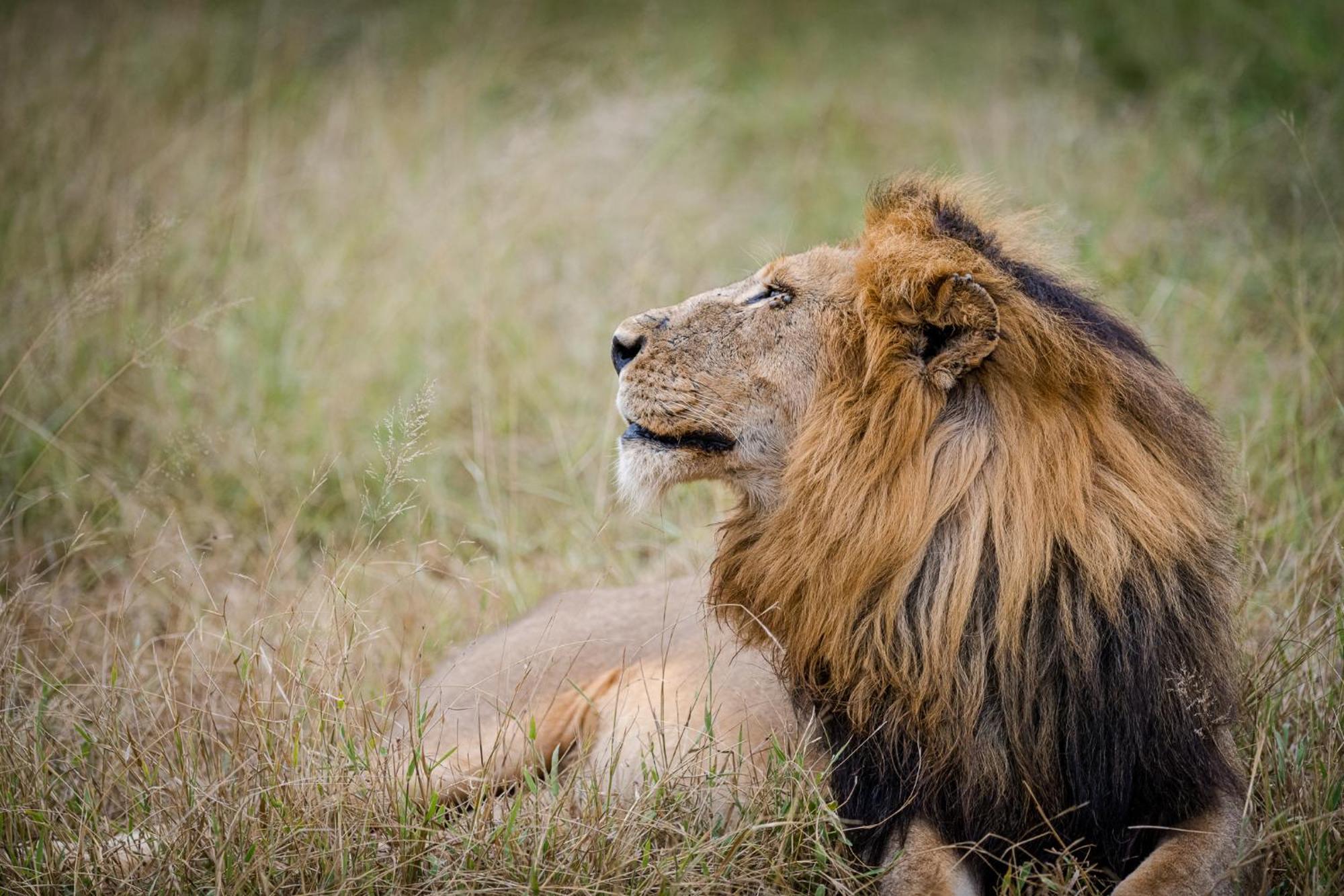 Serondella Safari Lodge Khu bảo tồn Khu bảo tồn Thornybush Game Reserve Ngoại thất bức ảnh