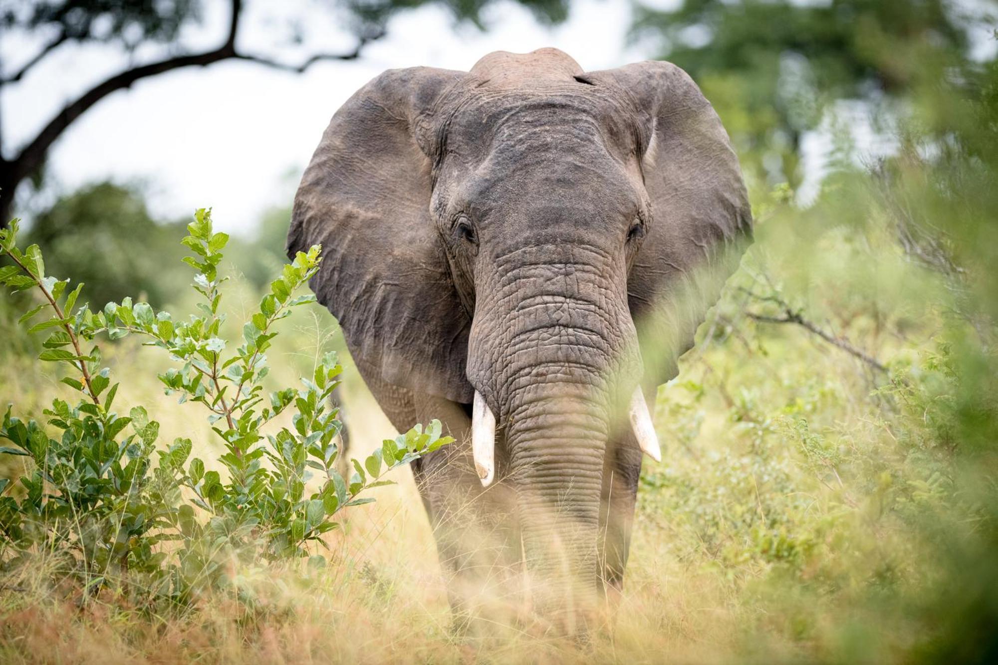 Serondella Safari Lodge Khu bảo tồn Khu bảo tồn Thornybush Game Reserve Ngoại thất bức ảnh