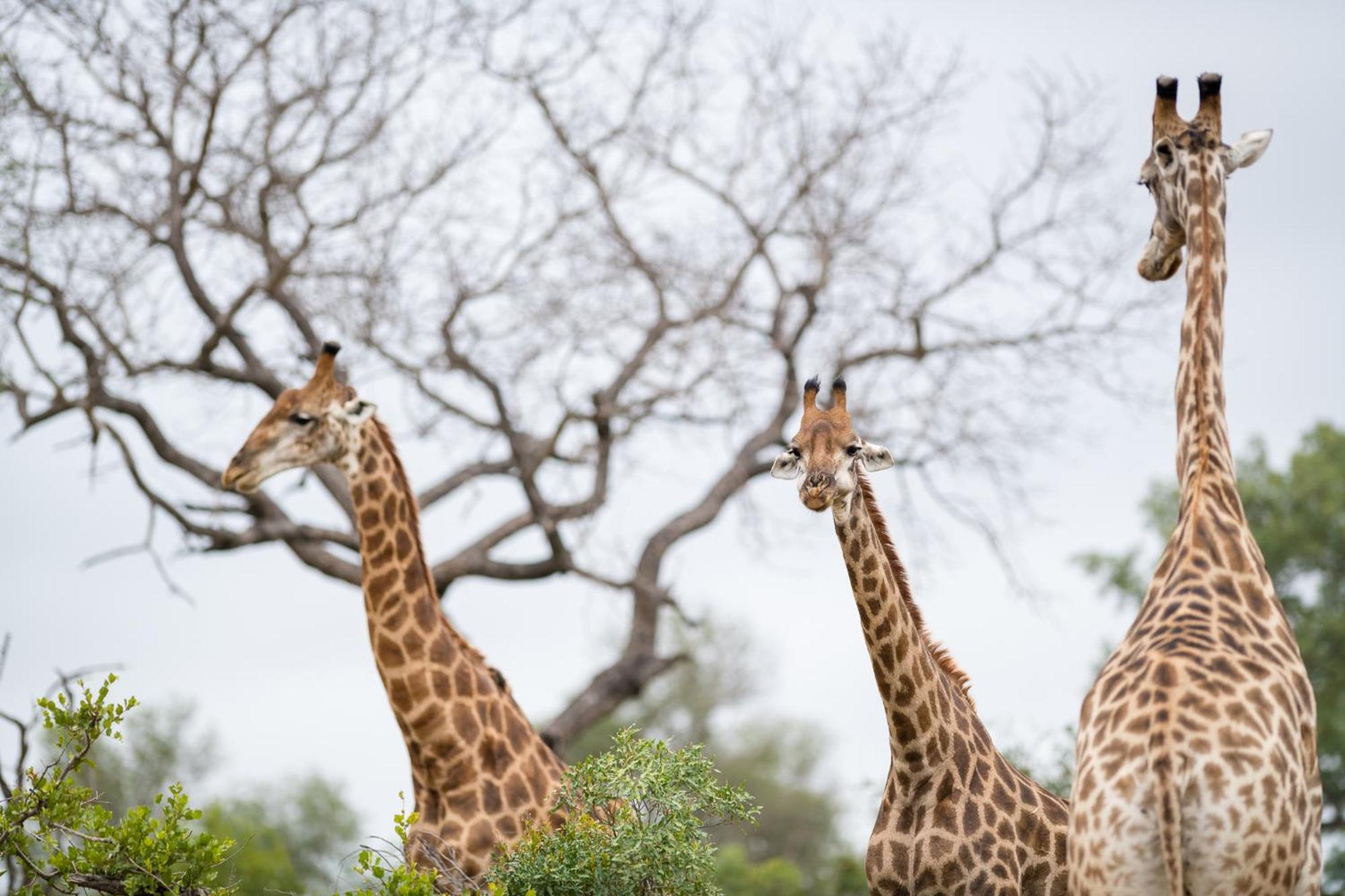 Serondella Safari Lodge Khu bảo tồn Khu bảo tồn Thornybush Game Reserve Ngoại thất bức ảnh
