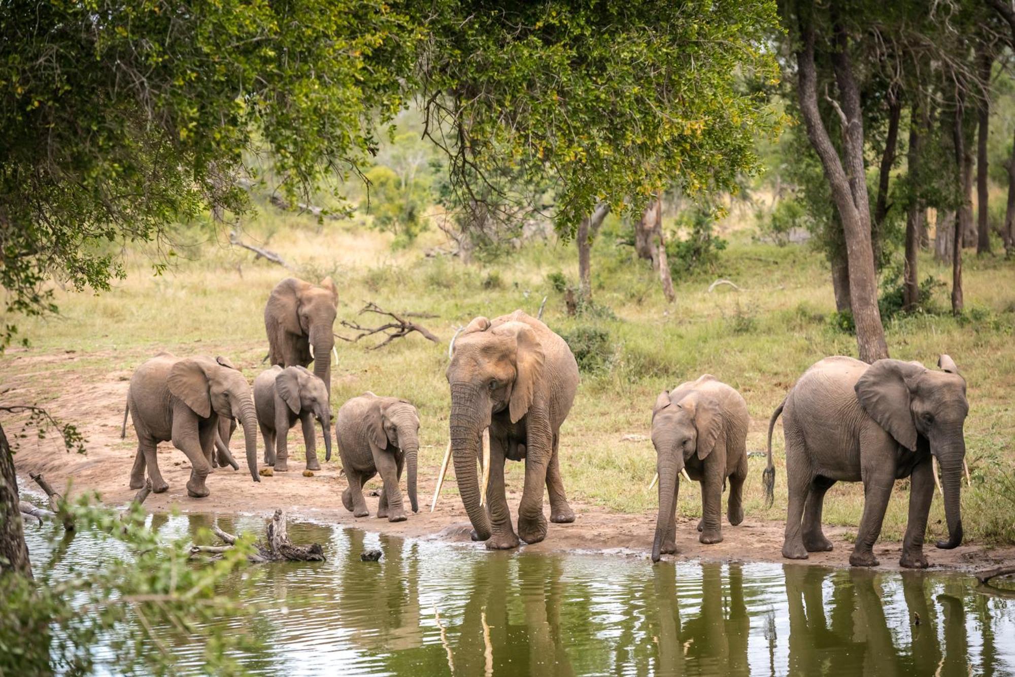 Serondella Safari Lodge Khu bảo tồn Khu bảo tồn Thornybush Game Reserve Ngoại thất bức ảnh